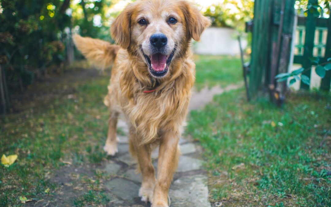 a dog standing on a stone path