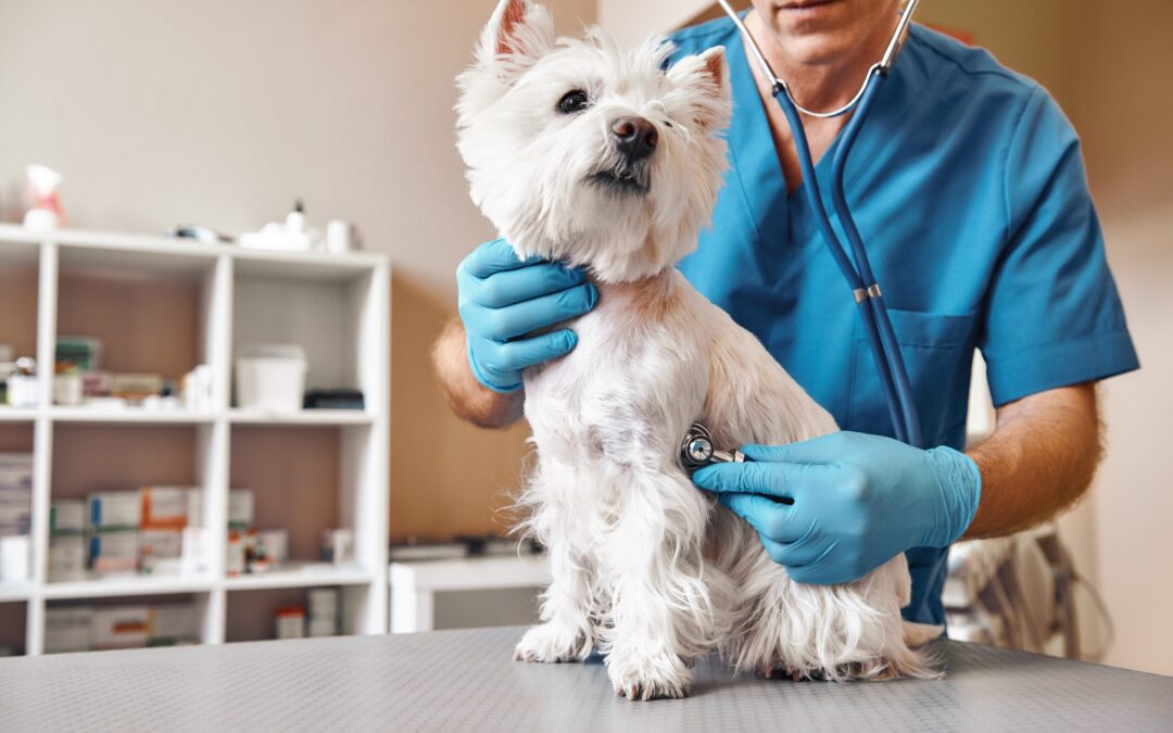 a person holding a dog