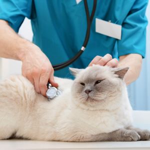 veterinarian examining furry white cat