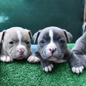 small bulldog puppies