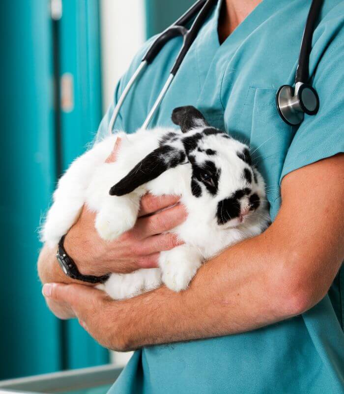 veterinarian holding black and white rabbit