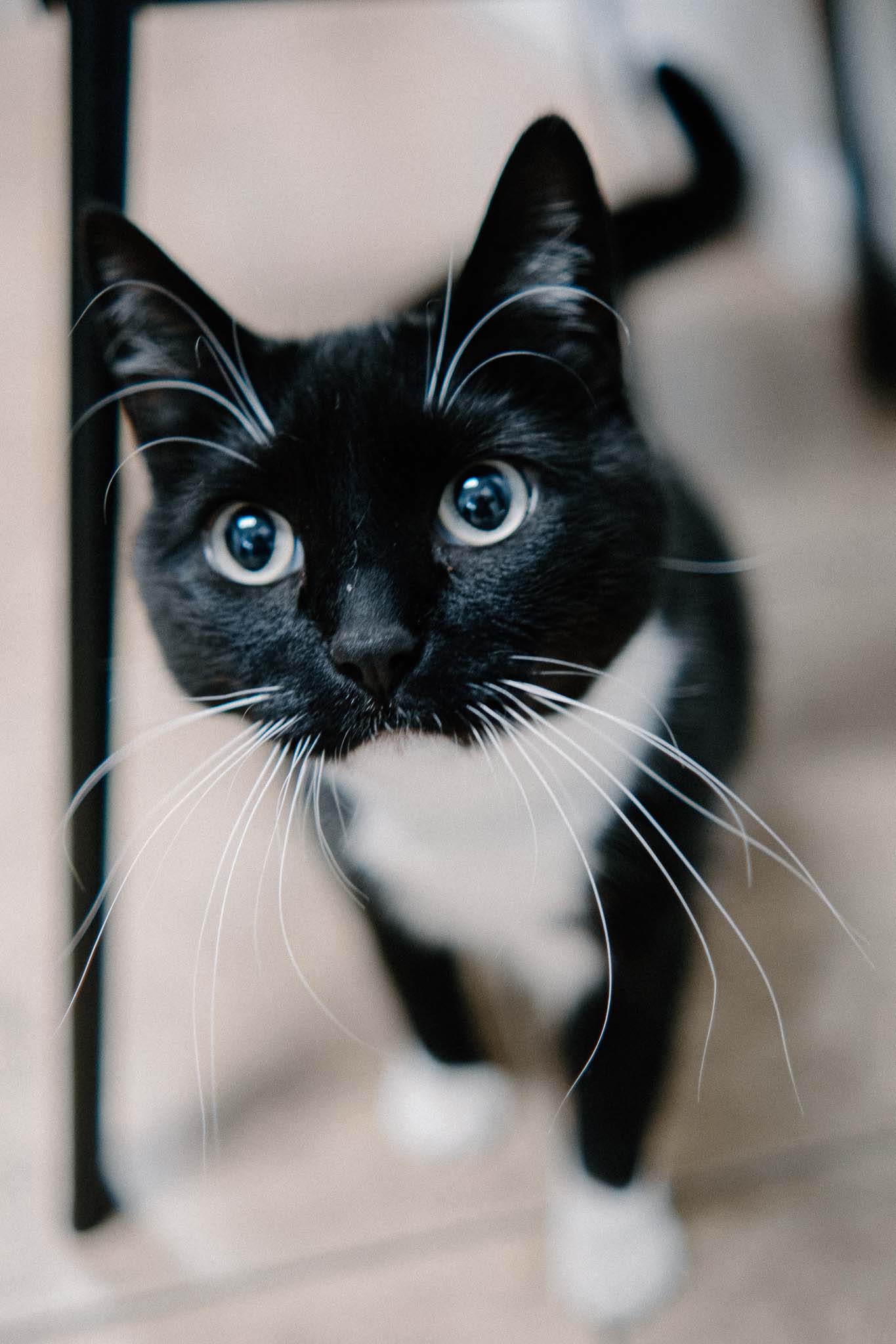 a black and white cat with wide eyes