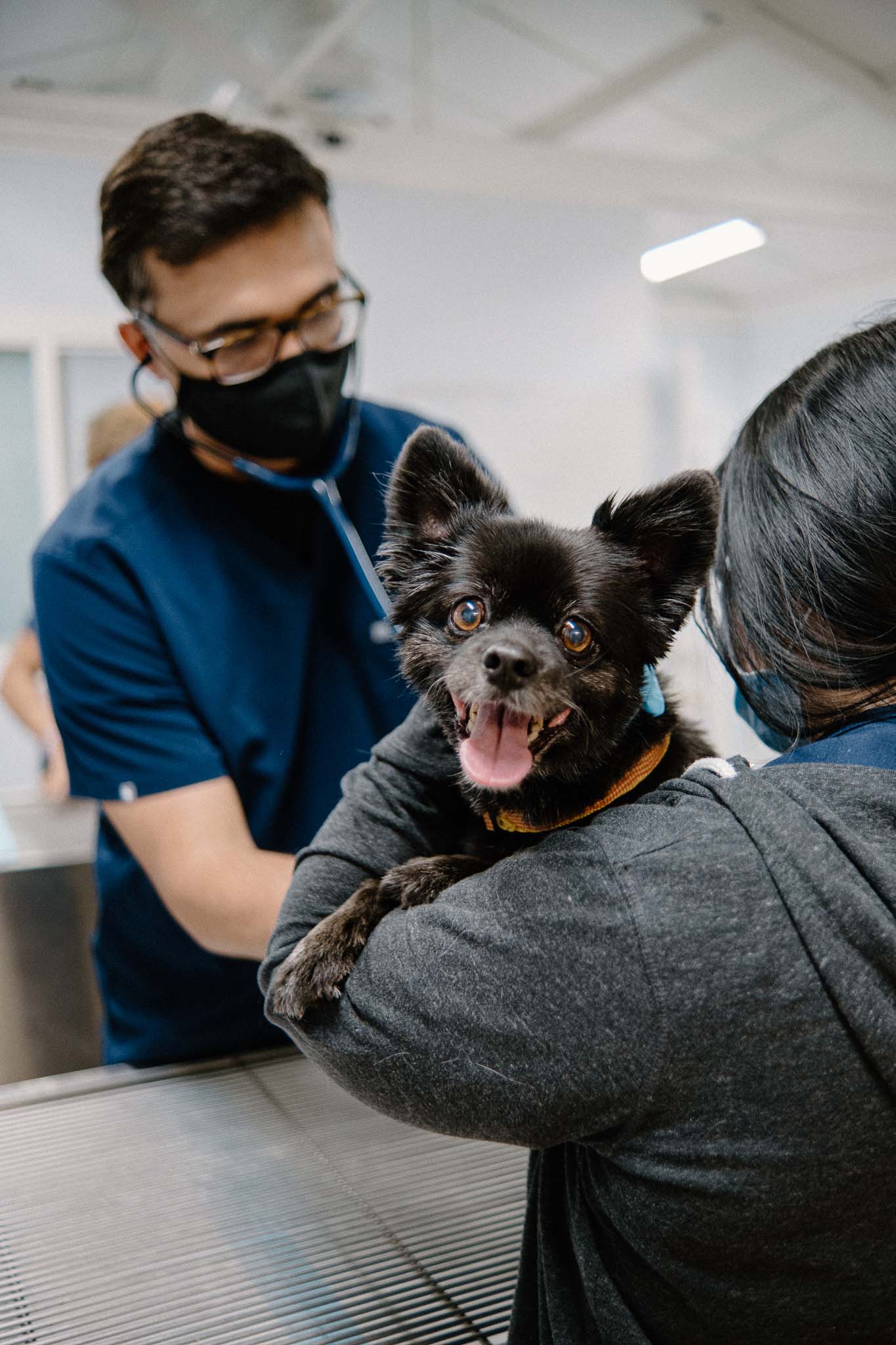 a dog on a veterinarian shoulder
