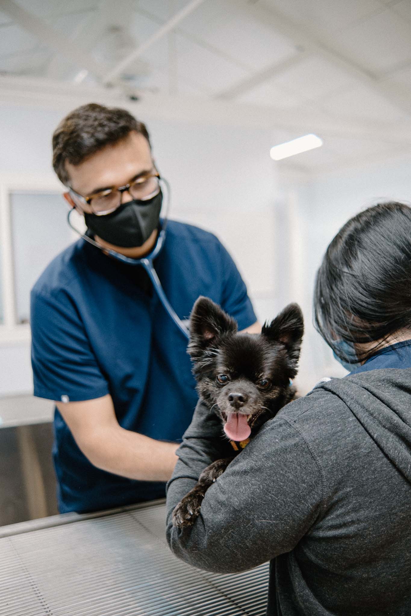 a veterinarian black mask holding a dog