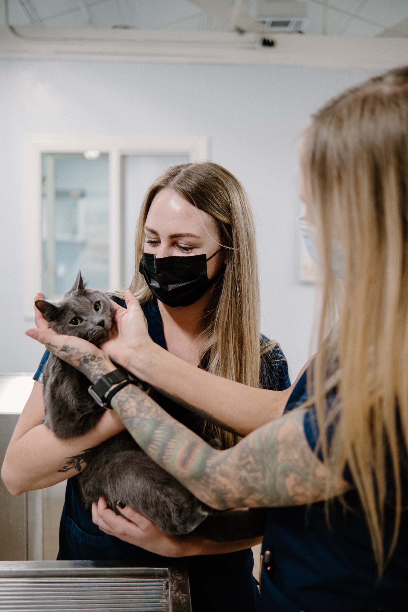 a veterinarian wearing a face mask holding a cat